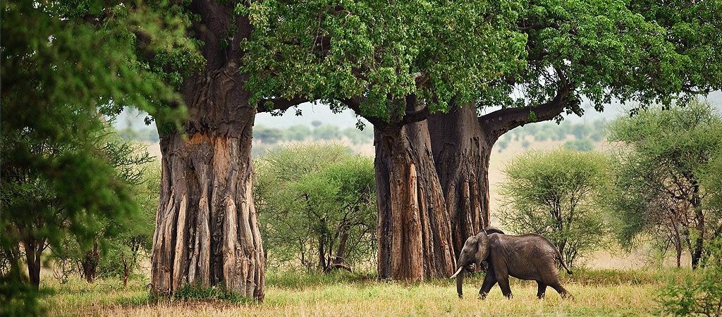 1-Day-trip-to-Tarangire-National-Park (1)
