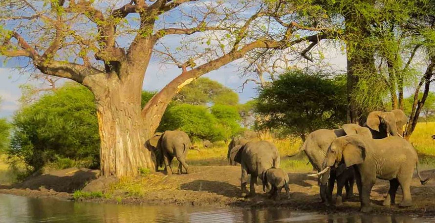 A-safari-in-Arusha-National-Park (1)