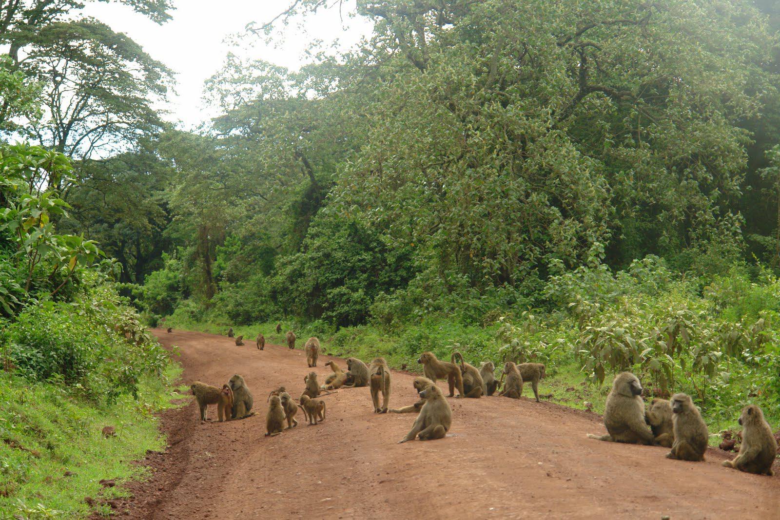 Lake_Manyara_National_Park_Baboons_29