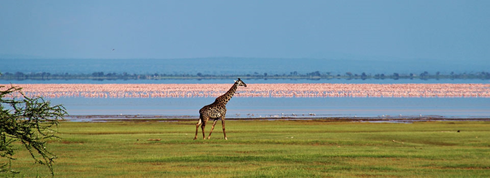 lake-manyara-national-park-flamingos (1)