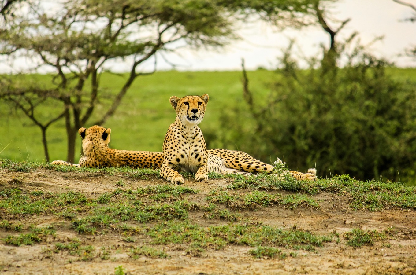 Young male cheetahs in Tarangire National Park, Tanzania Africa.