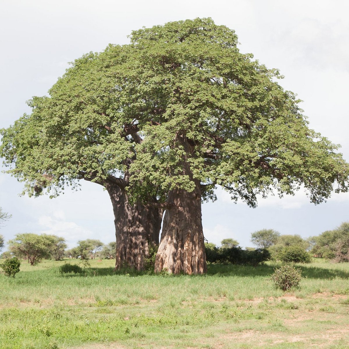 the-ubiquitous-baobab