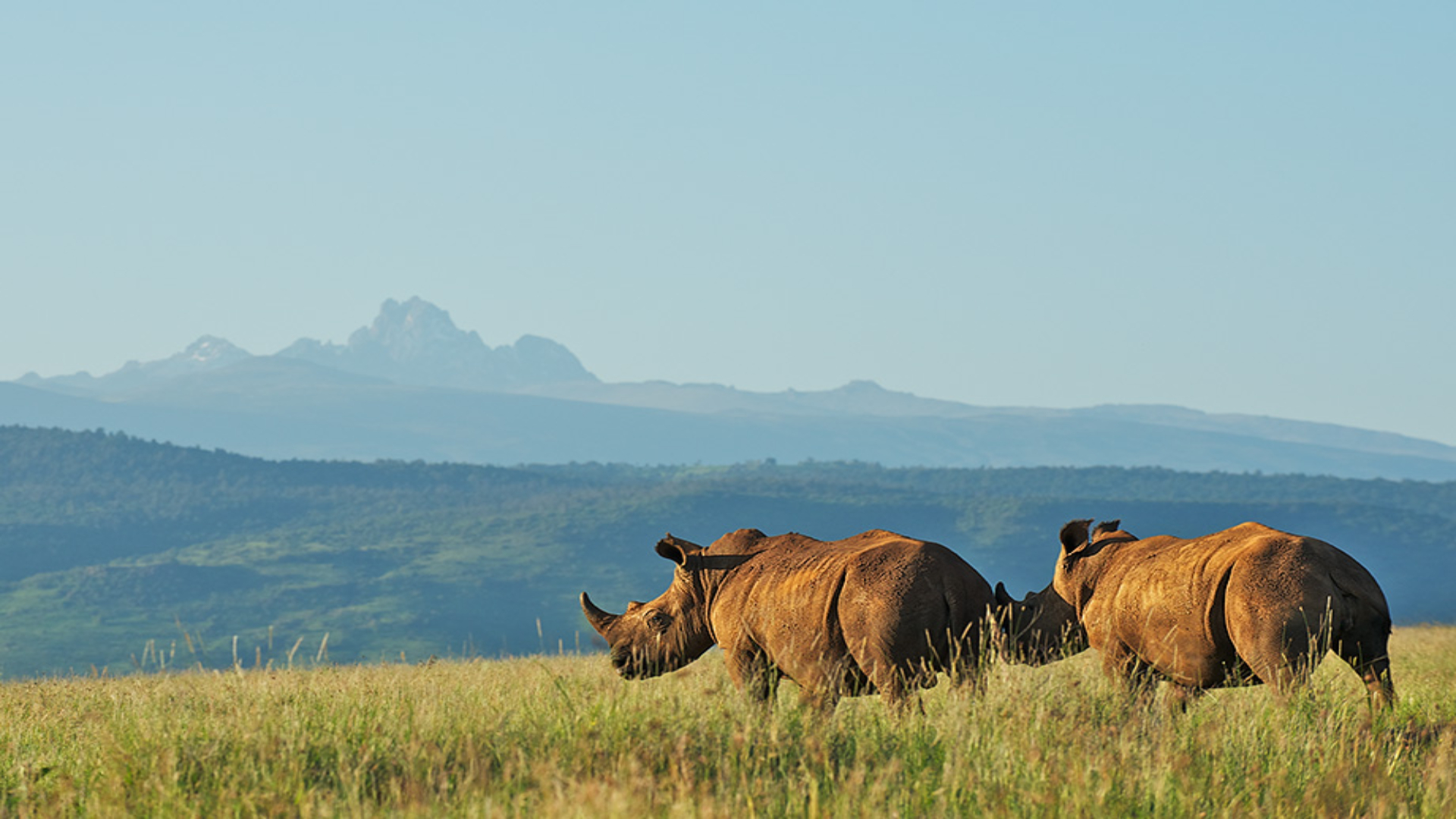 Animals-in-Mount-Kenya