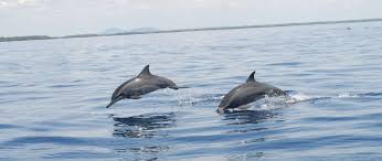 Kisite-Mpunguti-Marine-Park-dolphins