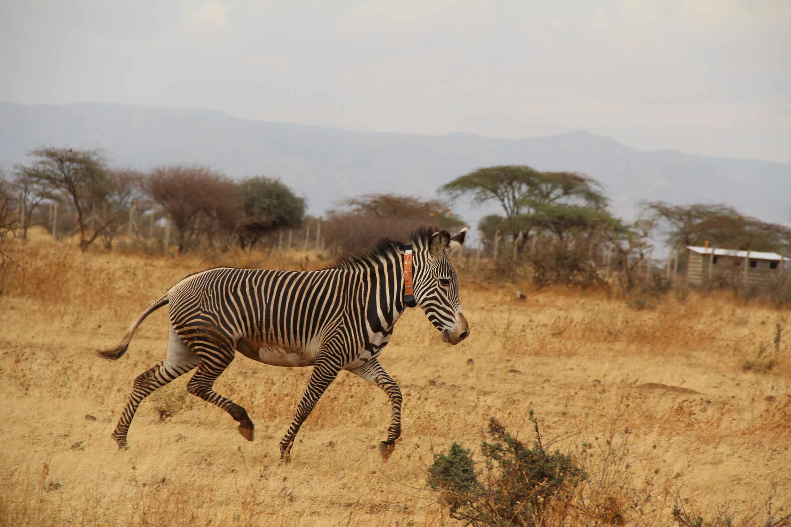 Marwell-Wildlife-Grevys-zebra-collaring-project-2023-4-scaled