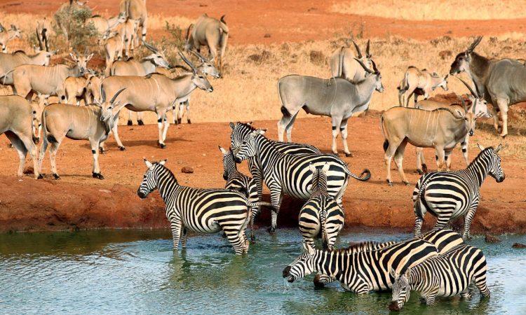 Plain-Zembra-and-Eland-Tsavo-National-Park_compressed-750x450-1