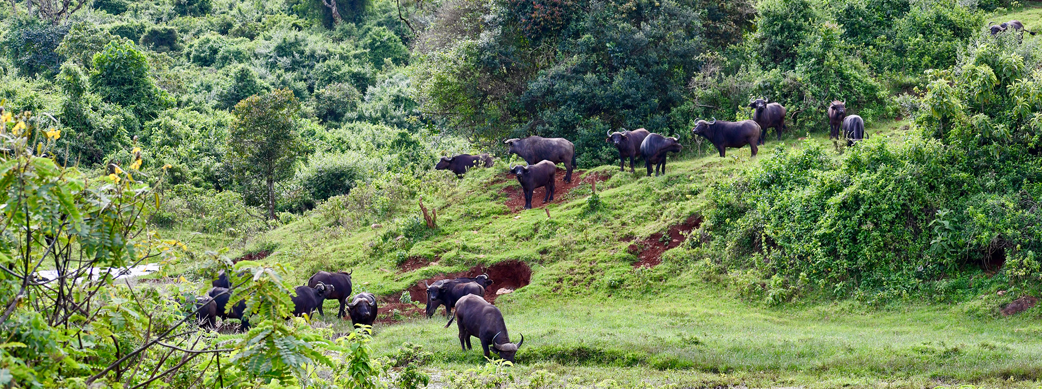 buffalo-herd-aberdare-forest-national-park