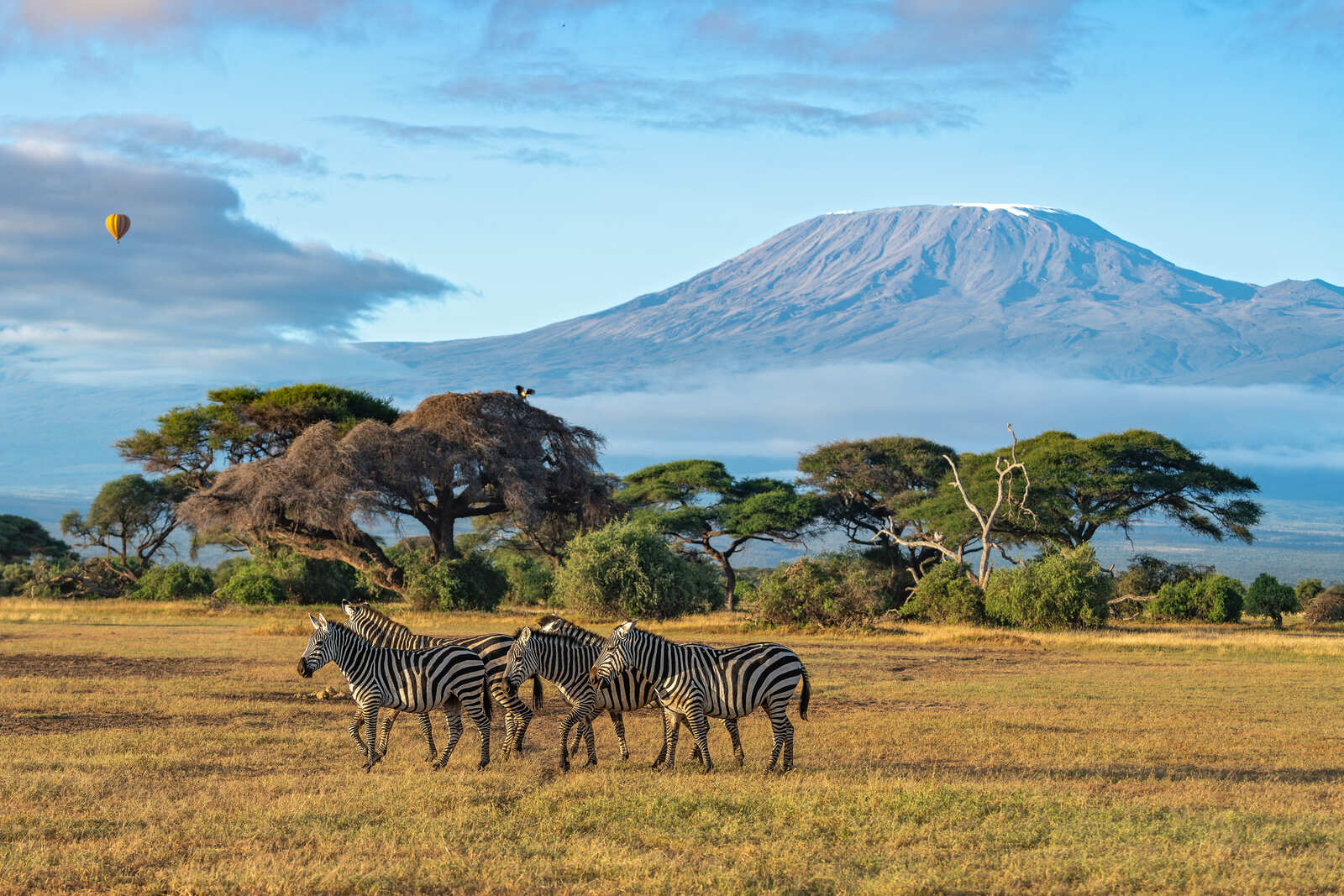 cebras-en-el-Parque-Nacional-de-Amboseli