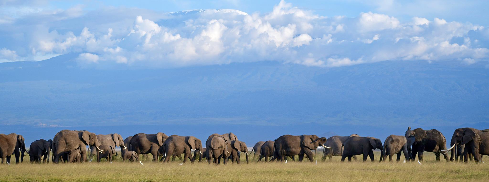 elephant-herd-kilimanjaro-amboseli-