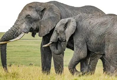elephants (1)