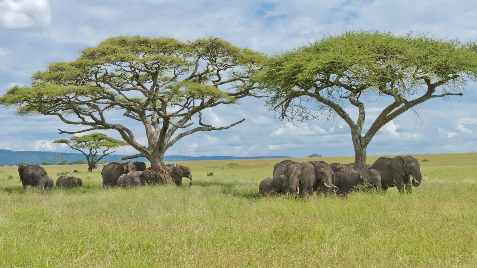 elephants (3)