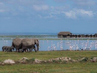 flamingos (1)