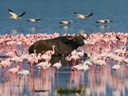 flamingos (2)