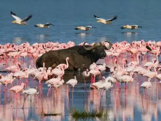 flamingos and buffalo in lake nakuru