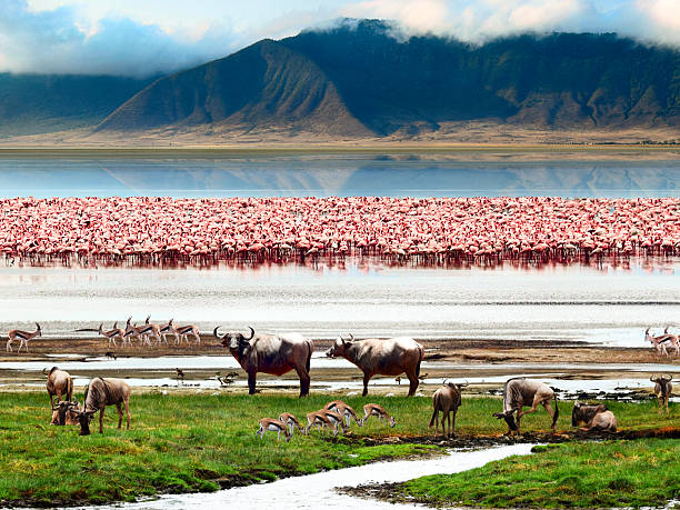 The African wildlife. Beautiful view of Lake in Ngorongoro Crater, Tanzania.