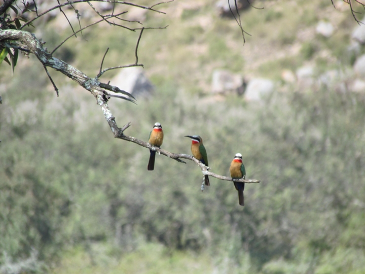 hell_s-gate-Bird-watching