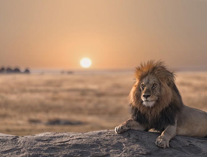 lion front cover page (1)