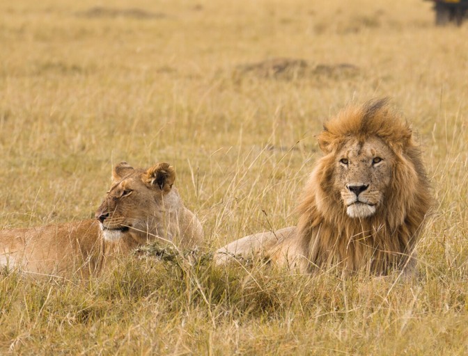lion front cover page
