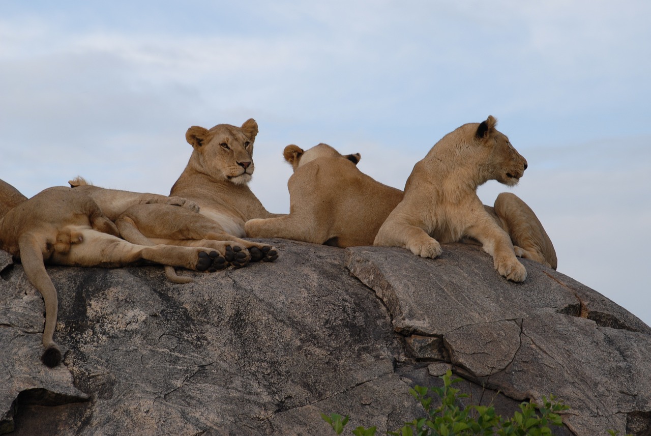 lions