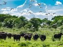 tarangire national park