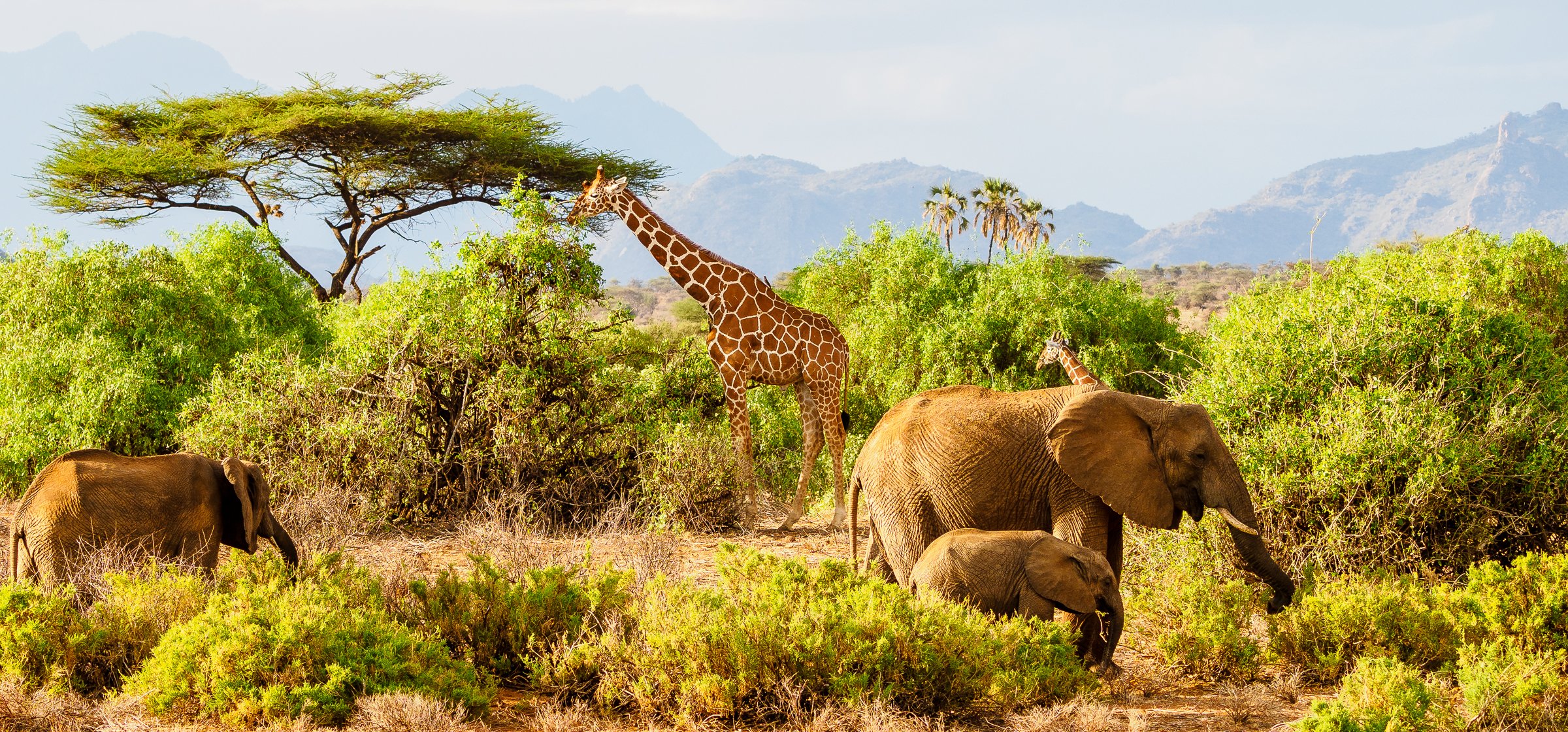 the-special-five-samburu