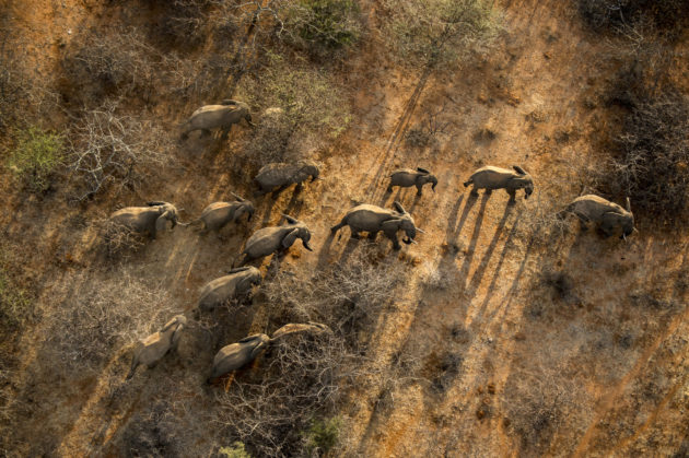 (ALL INTERNAL & LIMITED EXTERNAL RIGHTS) September 2013. Aerial view of elephants at the Sarara Camp in the Namunyak Wildlife Conservancy in Northern Kenya's Mathews Range. Photo credit: © Ami Vitale for The Nature Conservancy