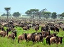 wildebeast in serengeti