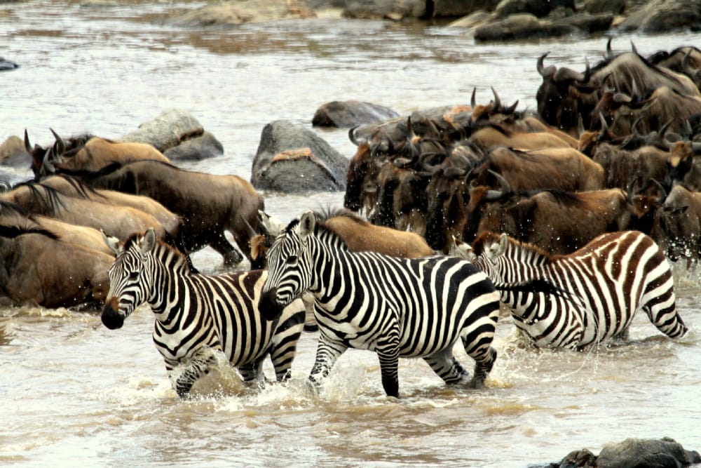 zebras